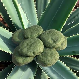 Image of Fresh Aloe Vera