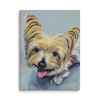 Image 1 of Long Haired Silver Yorkie