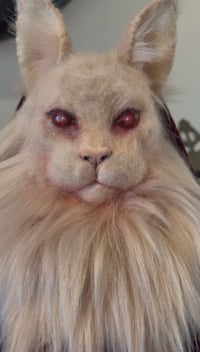 Image 3 of King Maine Coon 