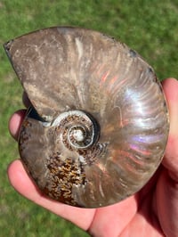 Image 18 of Purple - Rainbow Iridescent Ammonite Shell Fossil | Madagascar #2895