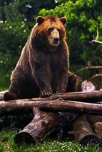Brown Bear