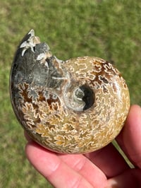Image 13 of Ammonite Fossil | Madagascar #3022