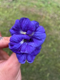 Image 2 of Butterfly Pea Flower