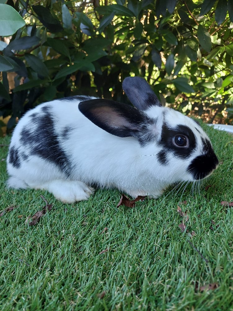 Image of Oero (M)