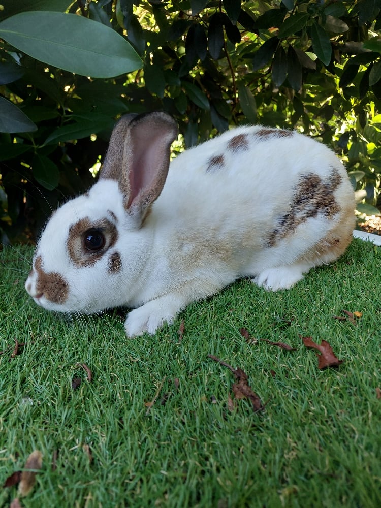 Image of Vanilla (F)
