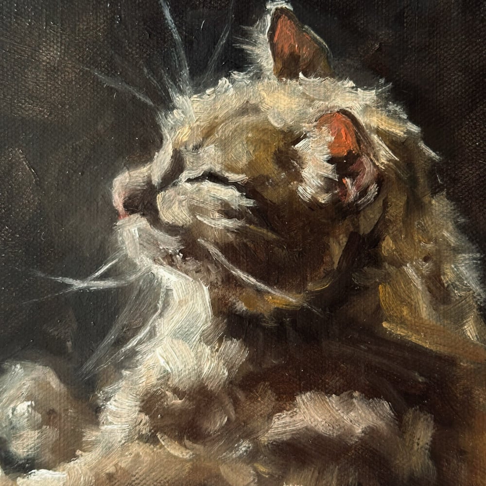 Image of orange cat 