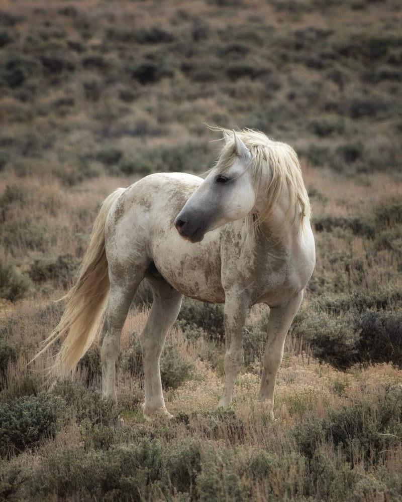 Image of Windswept