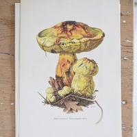 Image 11 of Planches De Champignons 