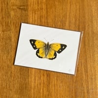 Image 4 of Butterfly Print #5 - Various Designs