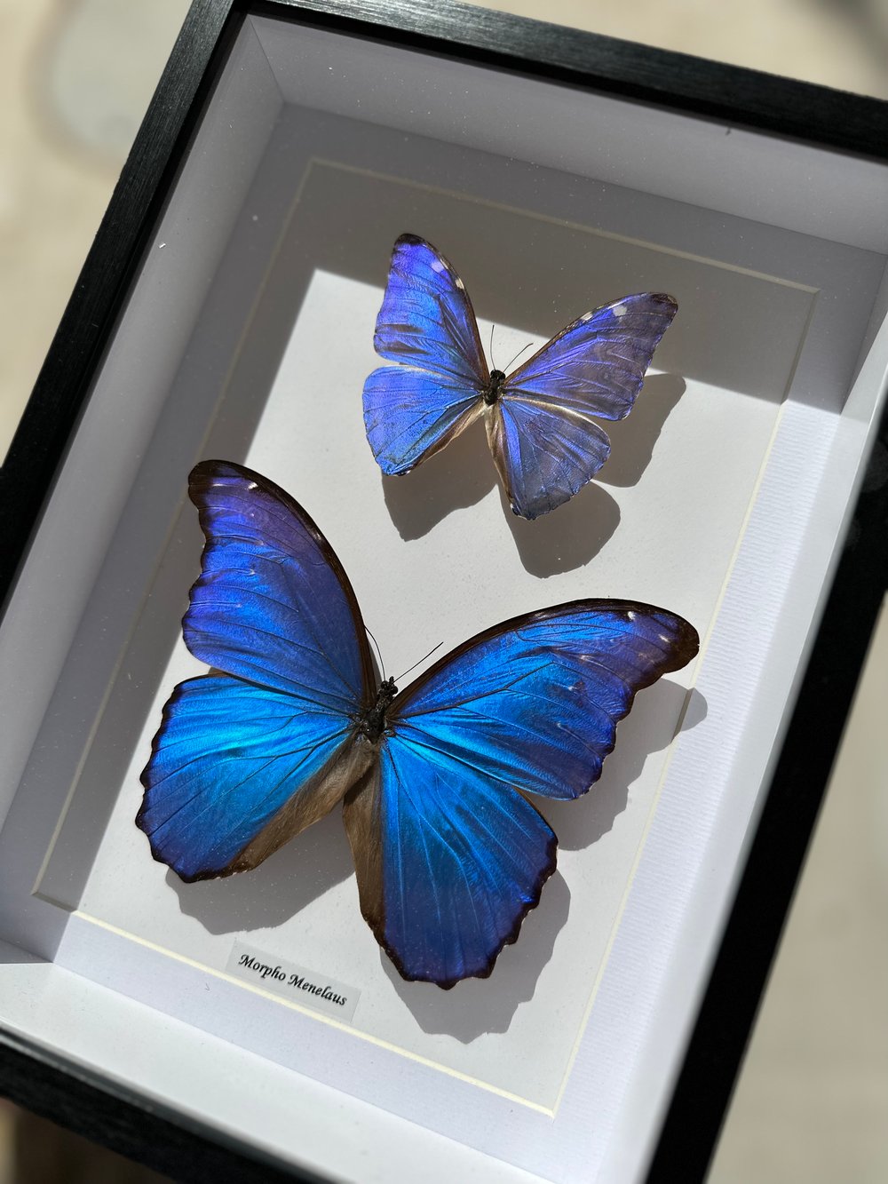 Image of Murpho Duo Butterfly Specimen