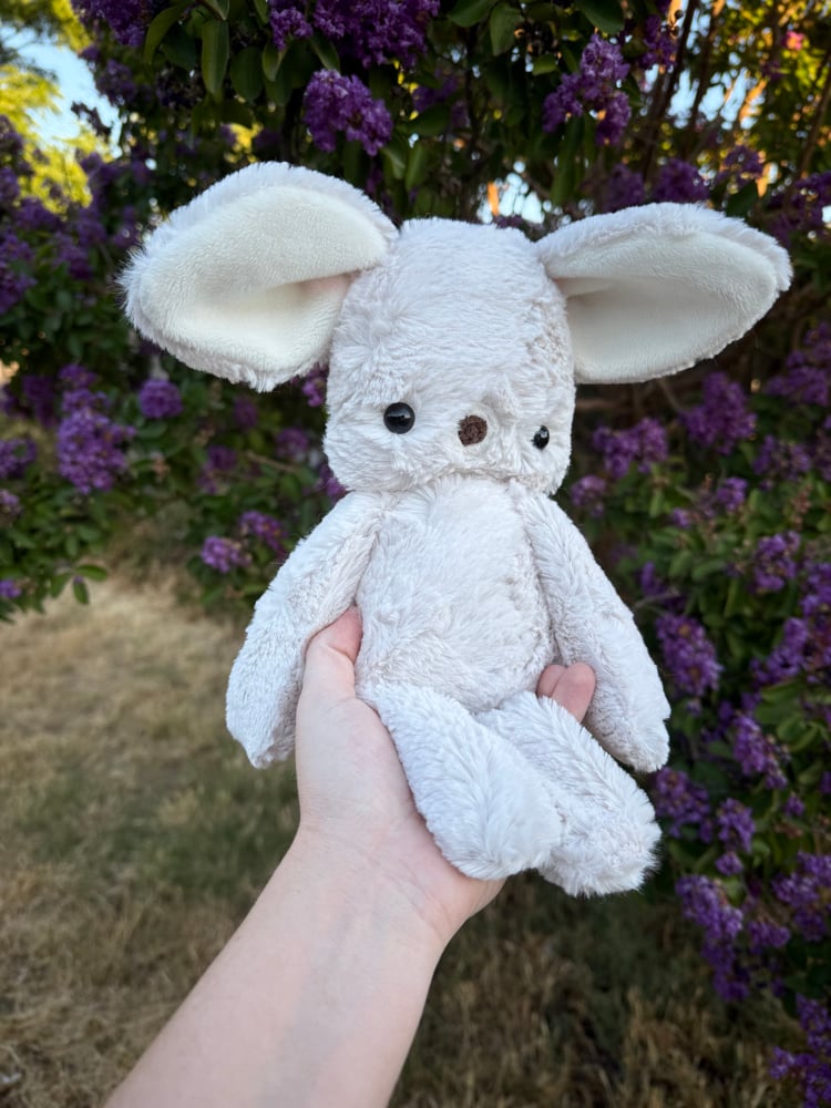 Image of fennec fox