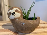 Image 1 of Aloe Vera in Cute Sloth Bowl