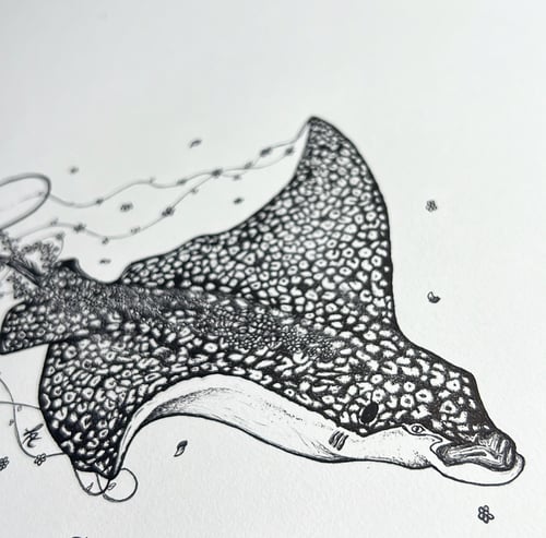 Image of Elsie the Spotted Eagle Ray