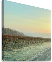 Image 3 of Vineyard at Rest