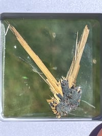 Image 2 of Golden Rutile Star specimen #1853