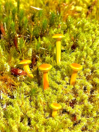 Image of 4 Orange Mushroom Plant Spikes