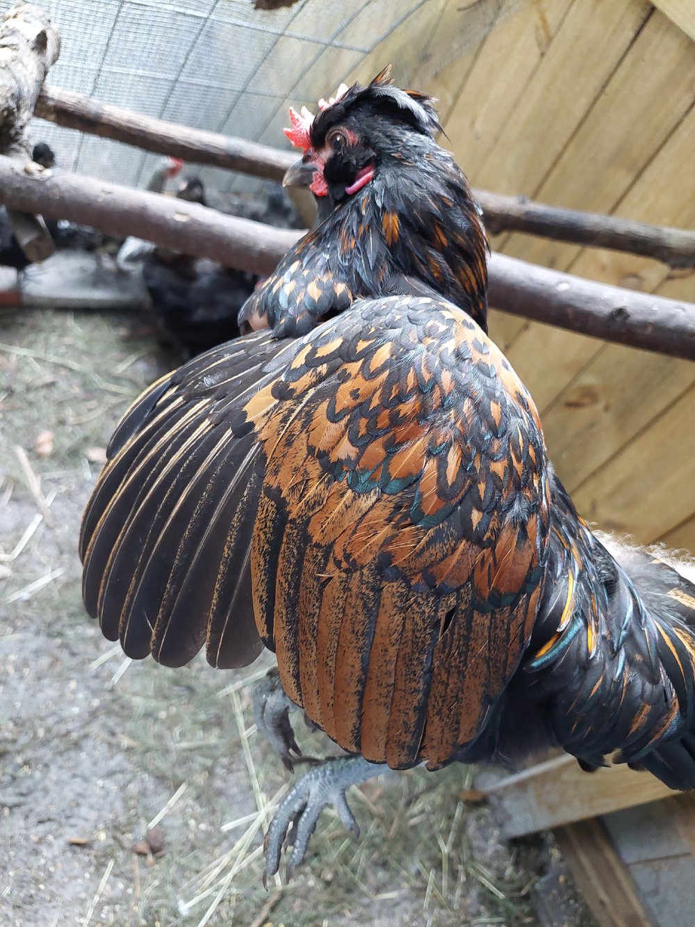 Image of Young Rooster 3