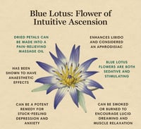 Image 2 of Blue Lotus Herbal Extract 