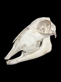 Image 2 of sheep skull 2