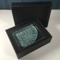 Image 5 of Ammonite Glass Block