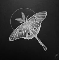 "Lunar Moth (Actias Luna)" Print