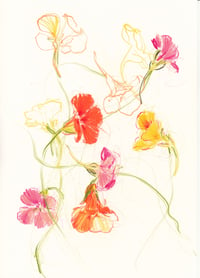 Nasturtium study 4