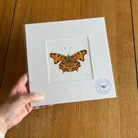 Image 3 of Various 9x9 Butterfly Giclee Prints