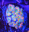 Rainbow acan