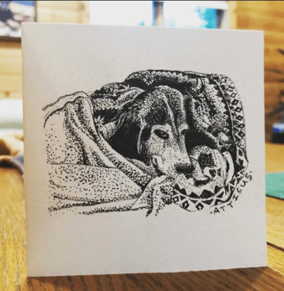 Pet Portraits