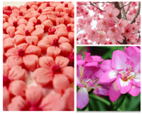 Image 3 of Japanese Cherry Blossom