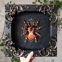 Image 2 of The Mexican Redknee - deposit
