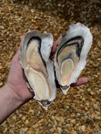 Image 3 of Hand Painted Oyster