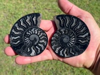 Image 1 of Black Ammonite Fossil Pair | Madagascar #2920