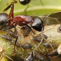 Camponotus Ligniperda