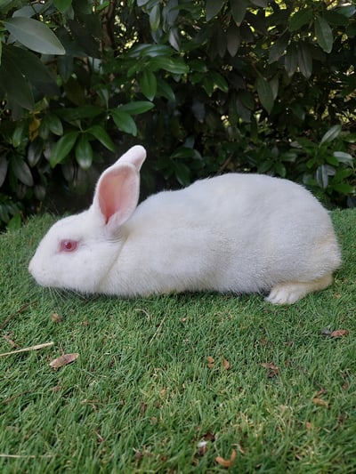 Image of Marshmallow (F) Fixed 