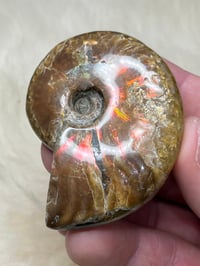 Image 7 of Large Opalized Ammonite Shell Fossil #2415