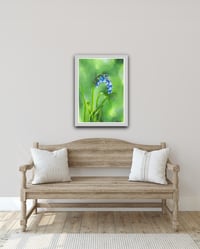 Image 2 of Native english bluebell