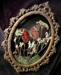 Image 1 of Mini Red Peruvian Butterfly Botanical Frame