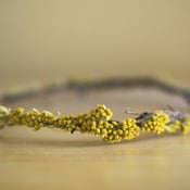 Image of Yellow Yarrow Crown