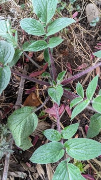 Image 3 of Shade Phacelia : Phacelia nemoralis