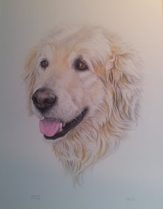 Image of Animals & Pet Portraits Original Art