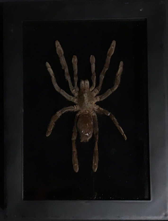 Image of Tarantula Shadow Box