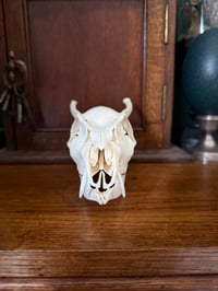 Image 4 of muntjac button buck