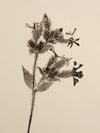 Red Campion - Original Botanical Monoprint - A4