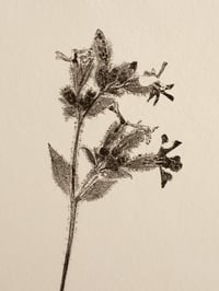 Image 2 of Red Campion - Original Botanical Monoprint - A4