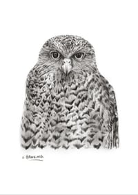 'Rosie' the Powerful Owl