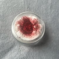 Image 2 of Iced Cranberries Whipped Scrub