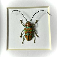Image 1 of Sternotomis pulchra 