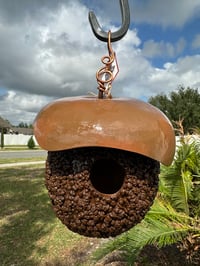 Warty GourdAcornwCopperAccent 