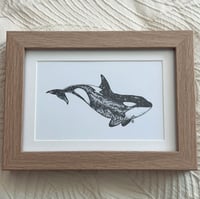 Image 1 of Milkyway Orca 